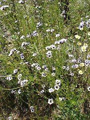 Bird's eye or tricolor gilia